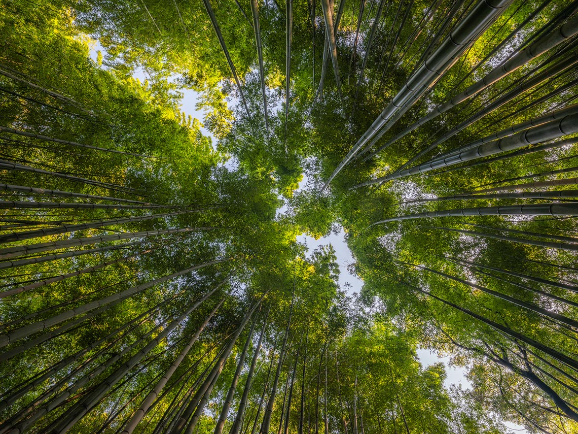 Bamboo Forest