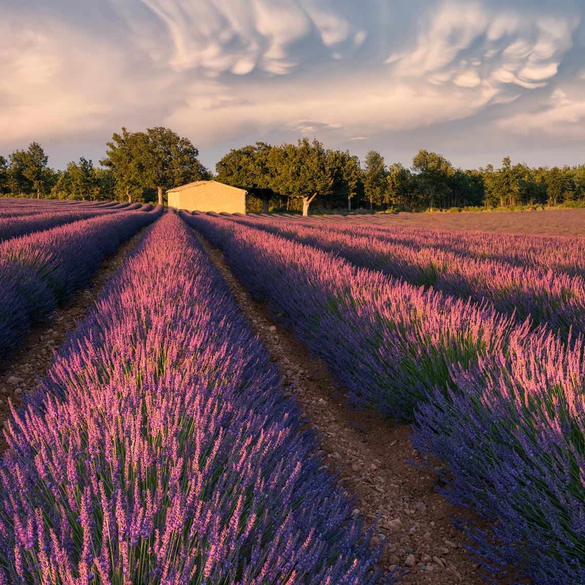 Lavender