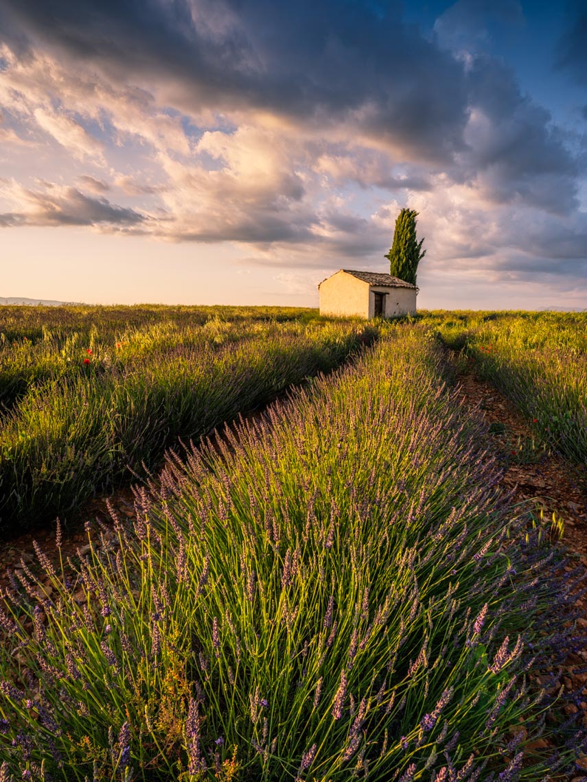 Provencal Summer