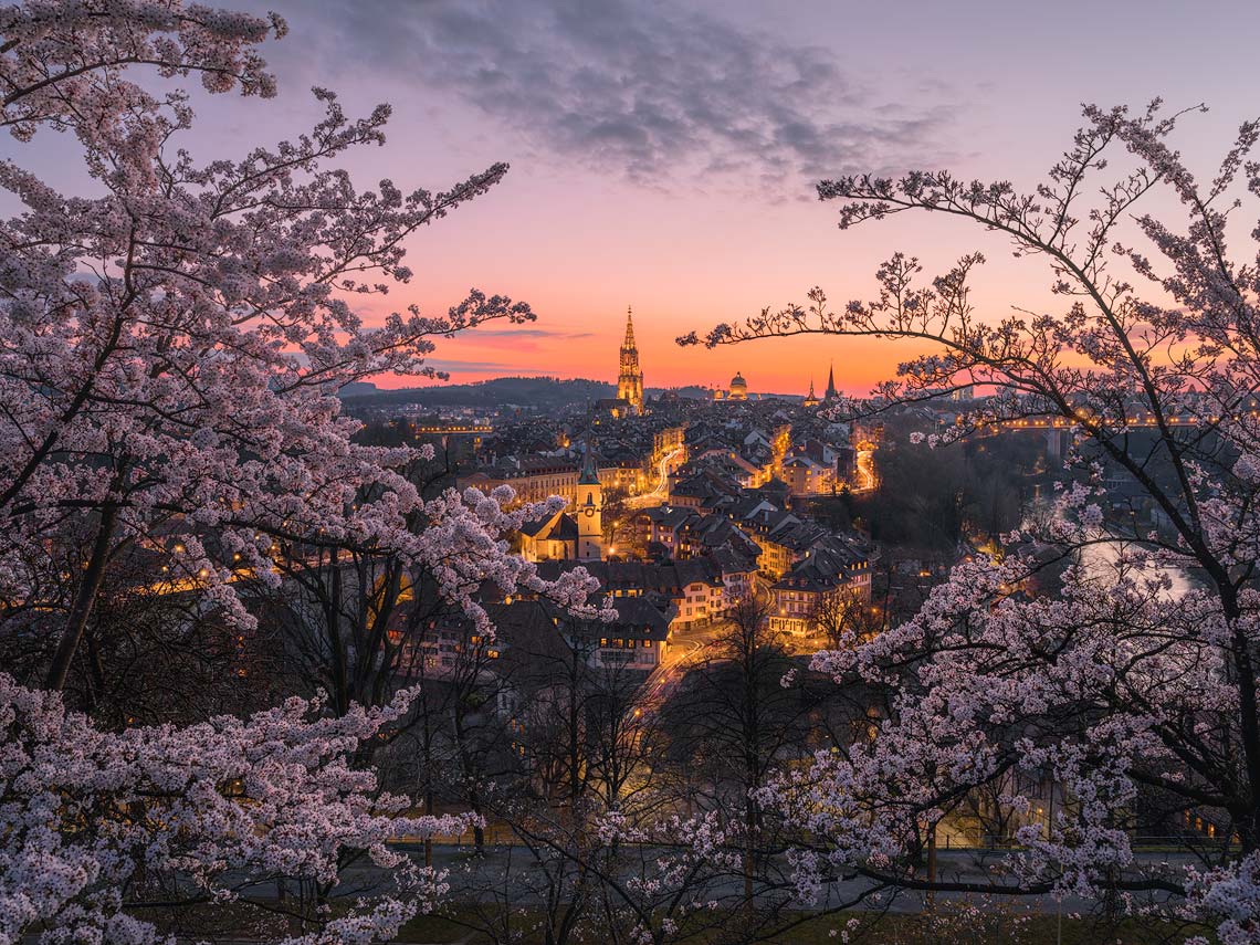 Swiss Hanami